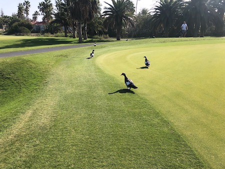 Maspalomas Golf