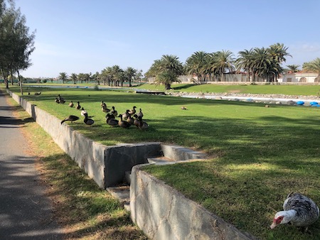 Maspalomas Golf